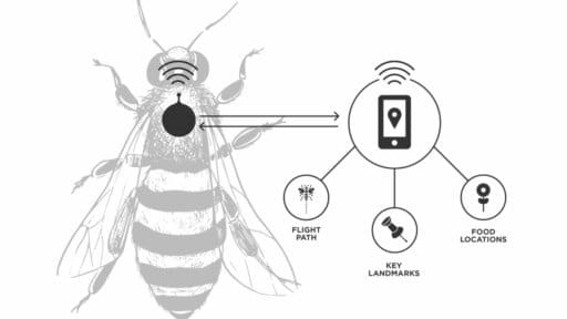 Miniature backpacks for bees will help to track them