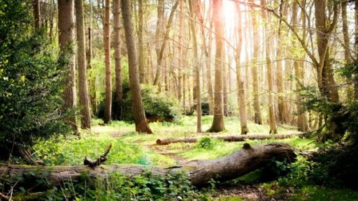 Dorothy House partners with Forestry England for VR project